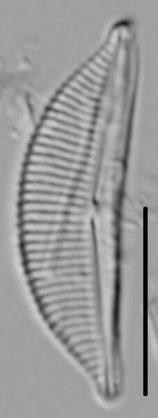 Halamphora coffeaeformis LM4