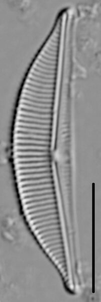 Halamphora coffeaeformis LM5