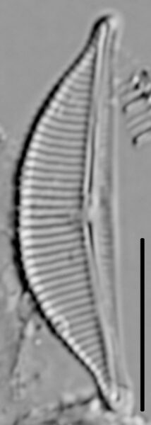 Halamphora coffeaeformis LM7