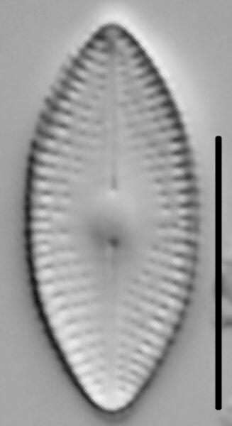 Diadesmis confervacea LM1