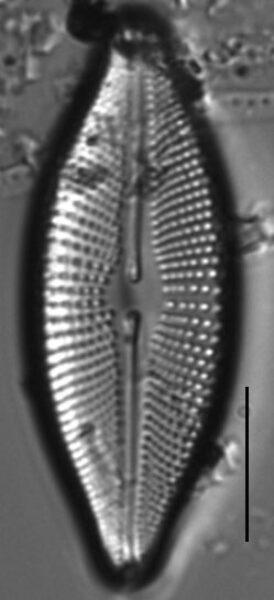 Cosmioneis reimeri LM7