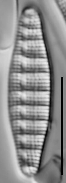 Denticula Tenuis 002