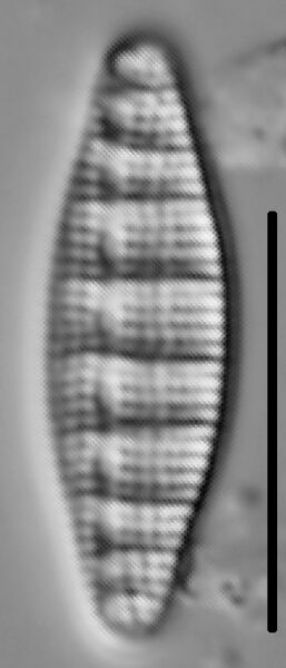 Denticula Tenuis 003