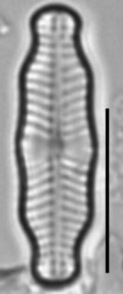 Geissleria ignota LM5