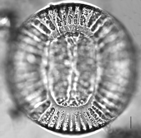 Campylodiscus clypeus_LM4