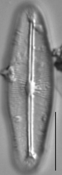 Cavinula cocconeiformis LM7