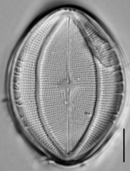 Cocconeis klamathensis LM4