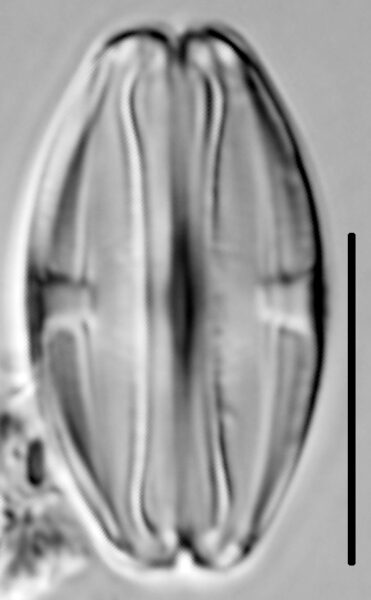 Halamphora montana LM4