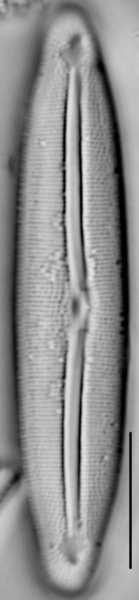 Frustulia neomundana LM4