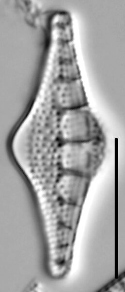 Nitzschia sinuata var tabellaria LM5