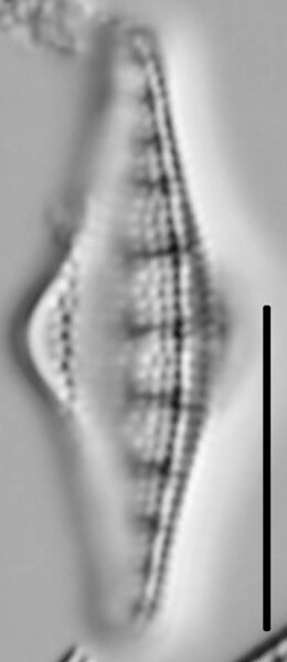 Nitzschia sinuata var tabellaria LM4