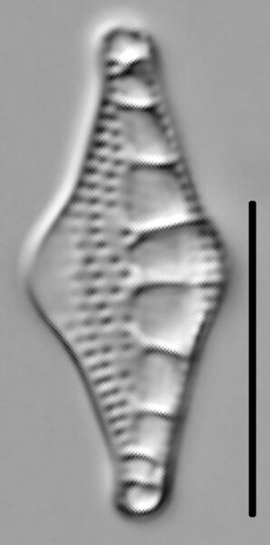 Nitzschia sinuata var tabellaria LM3