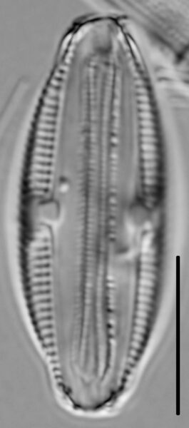 Halamphora normanii LM5