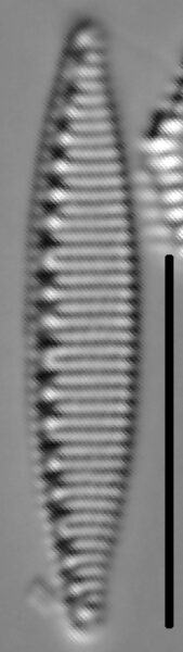 Nitzschia oregona LM4