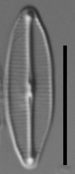 Craticula molestiformis LM2