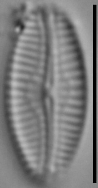 Pseudofallacia monoculata LM4