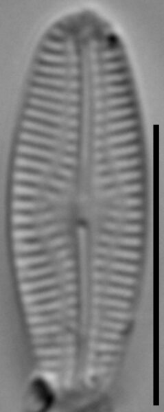 Pseudofallacia monoculata LM8