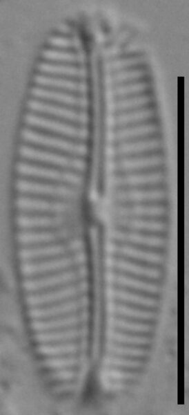 Pseudofallacia monoculata LM7