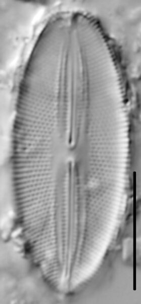 Fallacia pygmaea LM4