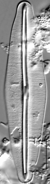 Frustulia quadrisinuata LM3