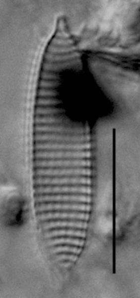 Nitzschia silicula var. commutata LM2