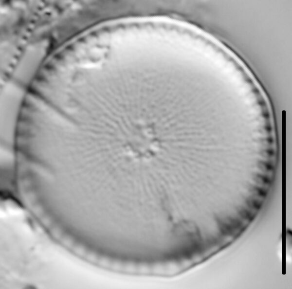 Thalassiosira weissflogii LM6