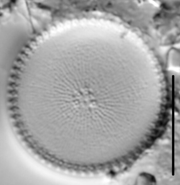 Thalassiosira weissflogii LM4