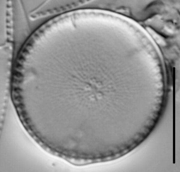 Thalassiosira weissflogii LM1