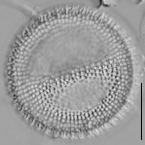 Thalassiosira lacustris LM3