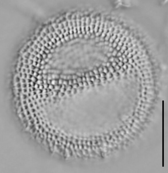 Thalassiosira lacustris LM4