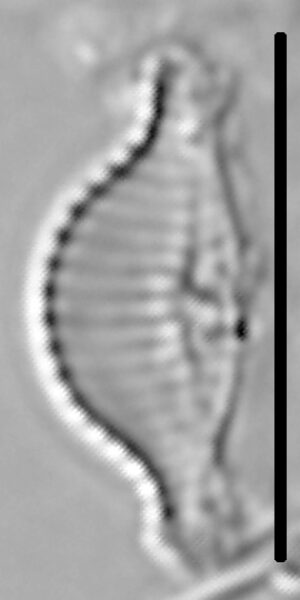 Halamphora thumensis LM6