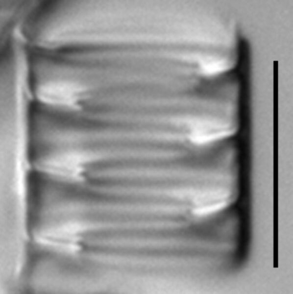 Tetracyclus hinziae LM5