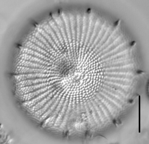 Stephanodiscus yellowstonensis LM5