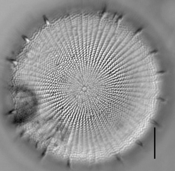 Stephanodiscus yellowstonensis LM4