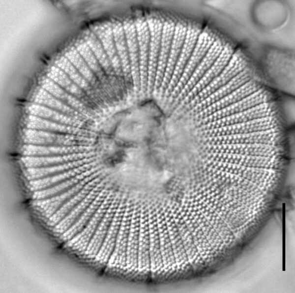 Stephanodiscus yellowstonensis LM1