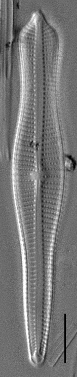 Acuminatumelongatum Wsmith 317002