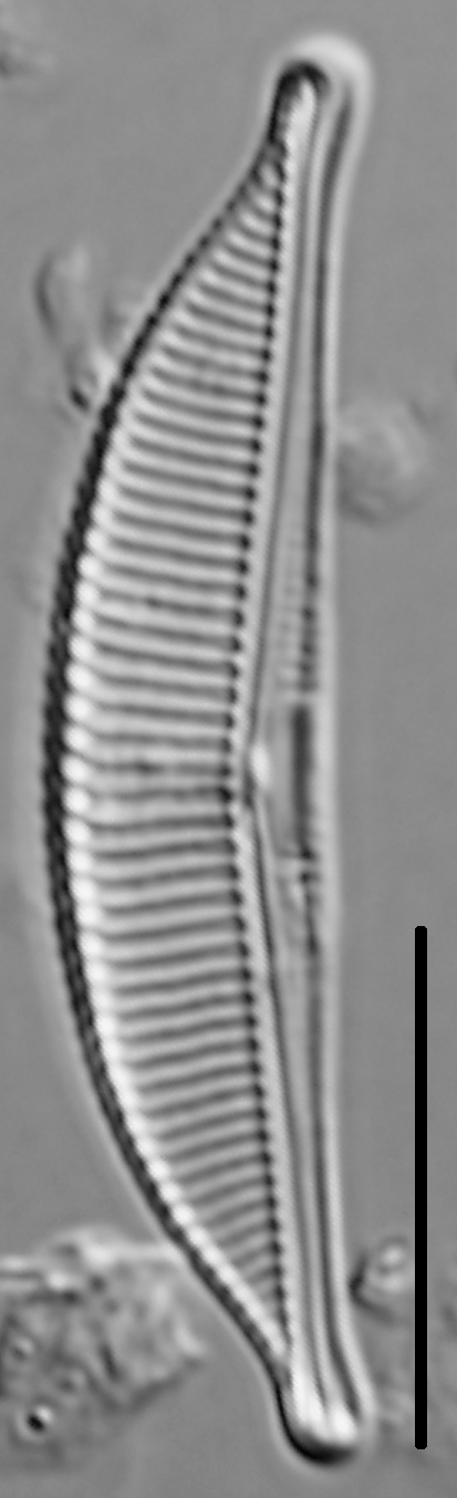 Halamphora coffeaeformis LM1