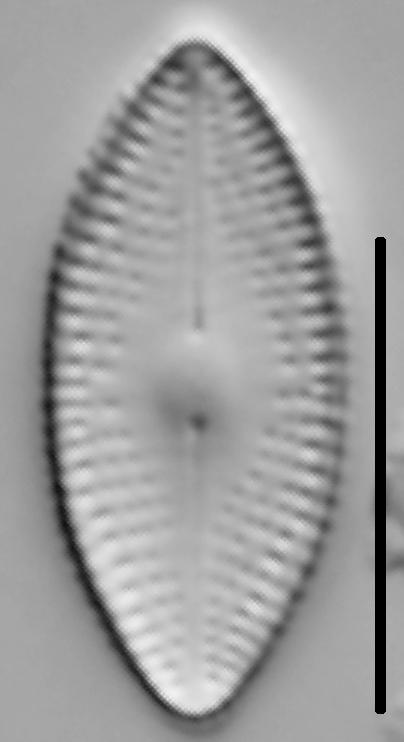 Diadesmis confervacea LM1