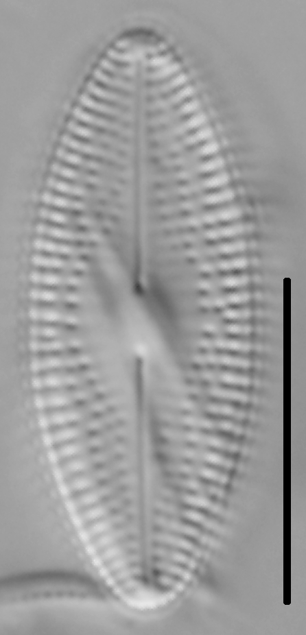 Diadesmis confervacea LM3