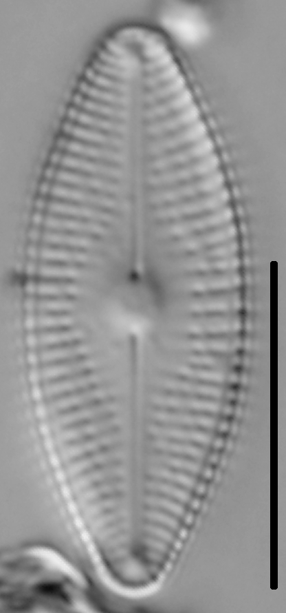 Diadesmis confervacea LM4