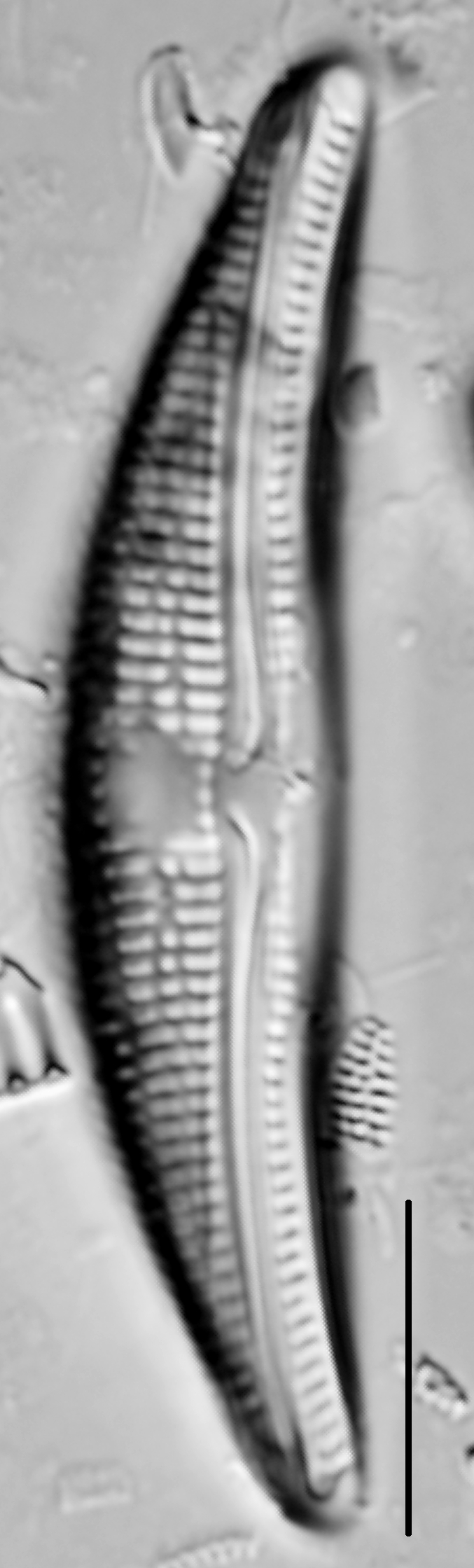 Amphora copulata LM4