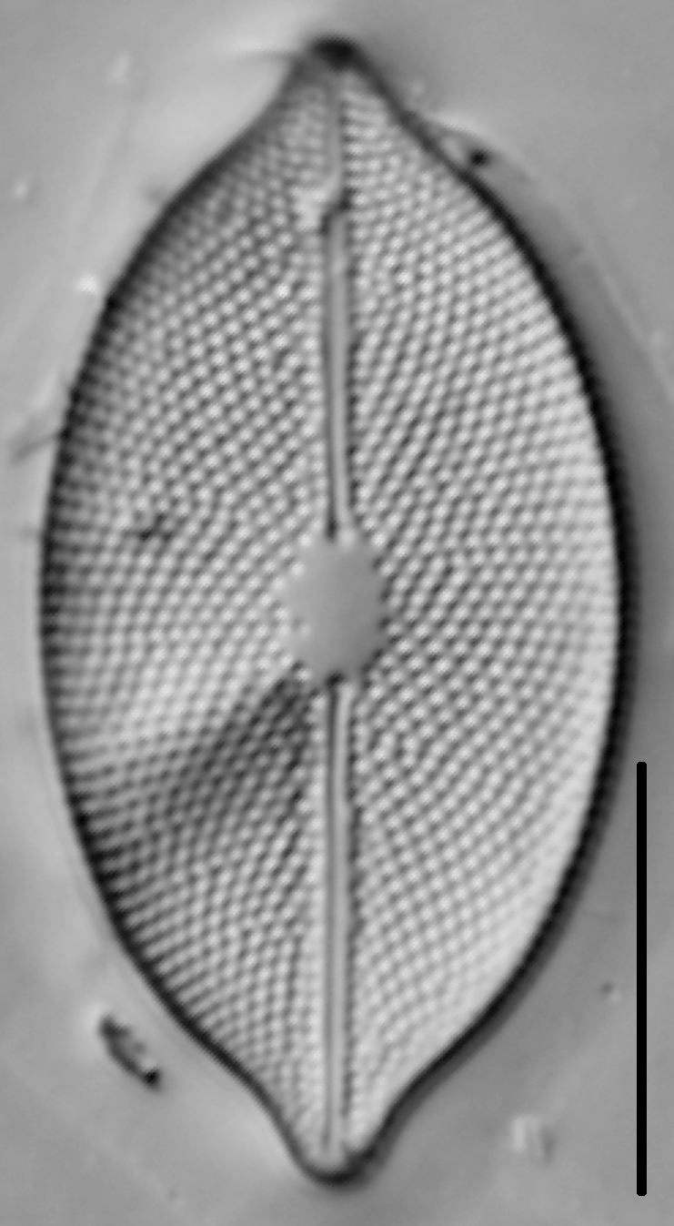 Decussata placentula LM5