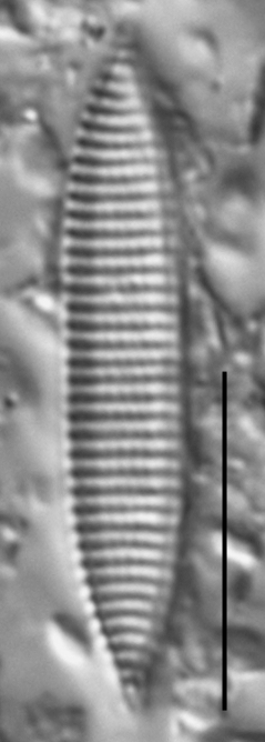 Nitzschia siliqua LM3