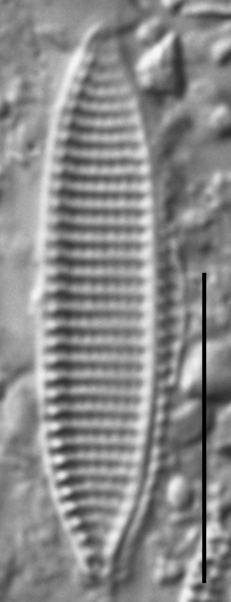 Nitzschia siliqua LM4