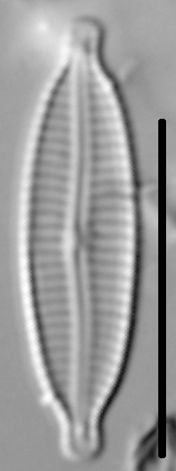 Encyonemopsis Subminuta 003