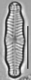 Geissleria ignota LM6