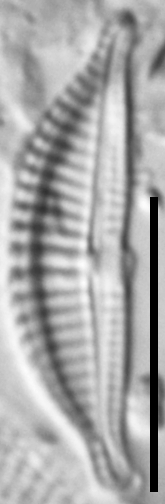 Halamphora latecostata LM4