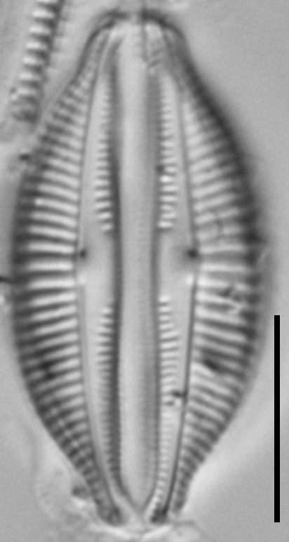 Halamphora latecostata LM7