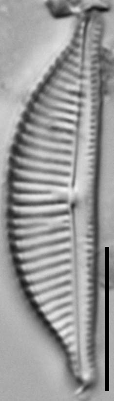 Halamphora latecostata LM5