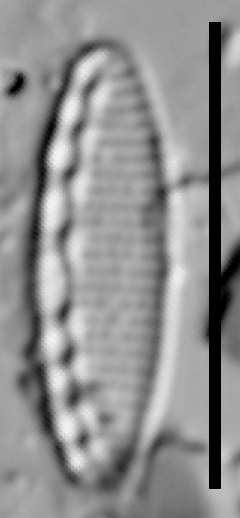 Nitzschia soratensis LM1